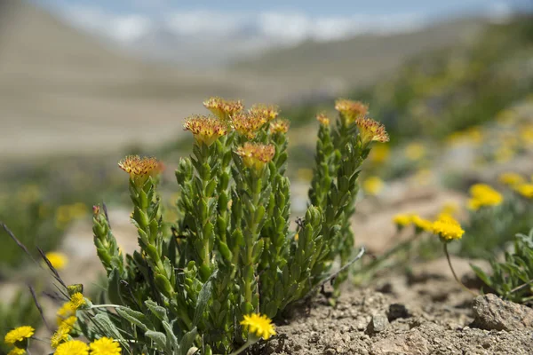 Rhodiola rosea çiçeği