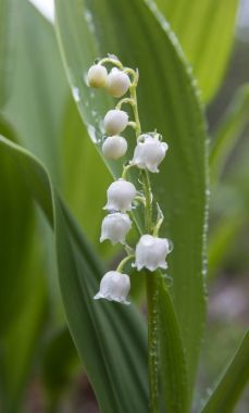 Lily-ve--su damlaları ile Vadisi