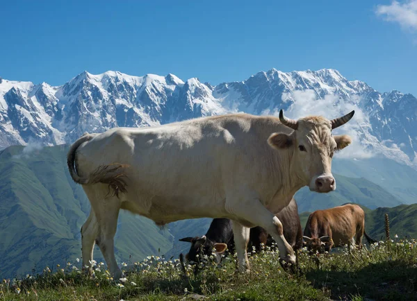 Vacas no prado em montanhas — Fotografia de Stock