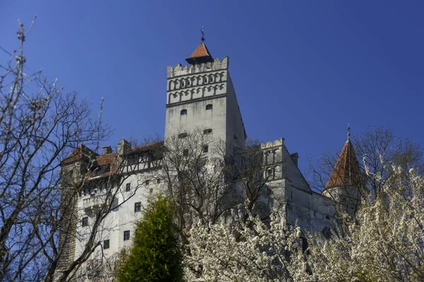 Bran Castle with blossom tree in foreground — Stock Photo, Image