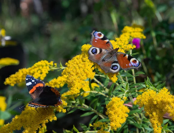 Павич і червоний адмірал метеликів на жовті квіти — стокове фото