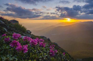 Ormangülü çiçek dağlarında