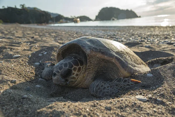 Żółw morski składa jaja na plaży — Zdjęcie stockowe