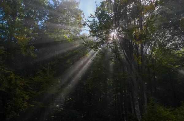 Forest penetrated with sunbeams_ — Stock Photo, Image