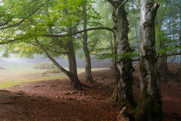 Beech forest in morning — Stock Photo, Image