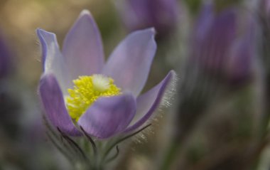 Doğu pasqueflower veya Rock lily