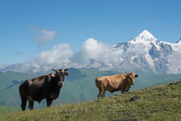 Vacas no prado alpino — Fotografia de Stock