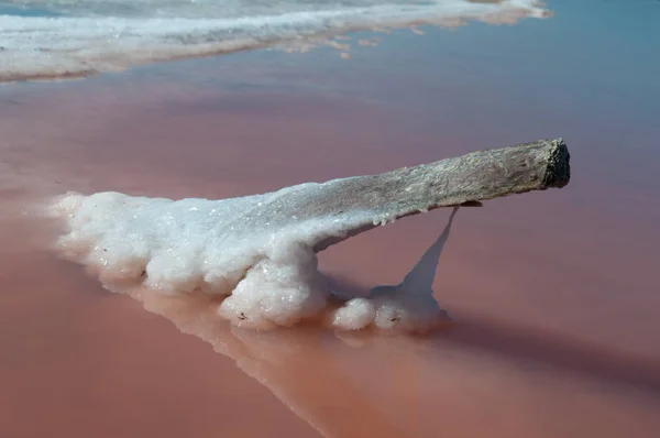 Holz mit Salz bedeckt. Objekt im Salzsee. — Stockfoto