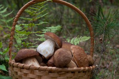 sepet içinde porcini