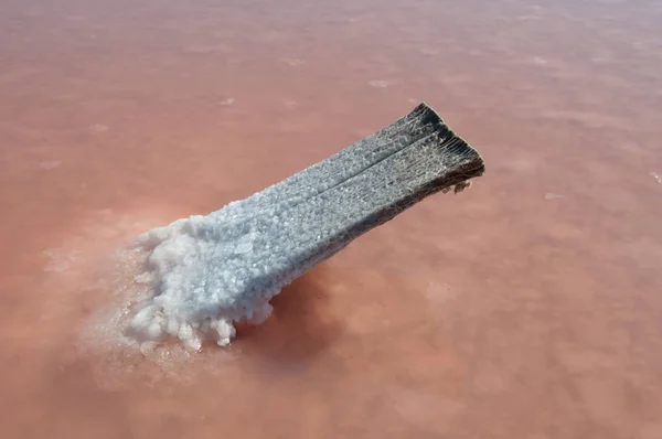 Salt lake with salt covered wood — Stock Photo, Image