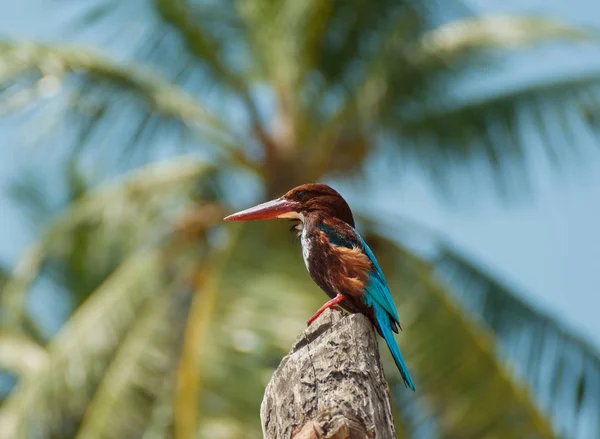 Multicolored tropical bird — Stock Photo, Image