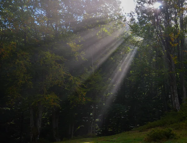 Raios de sol penetrar nevoeiro da manhã — Fotografia de Stock