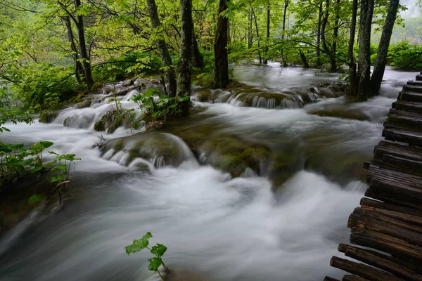 Trees in stream - Plitvice Lakes Park — Stock Photo, Image
