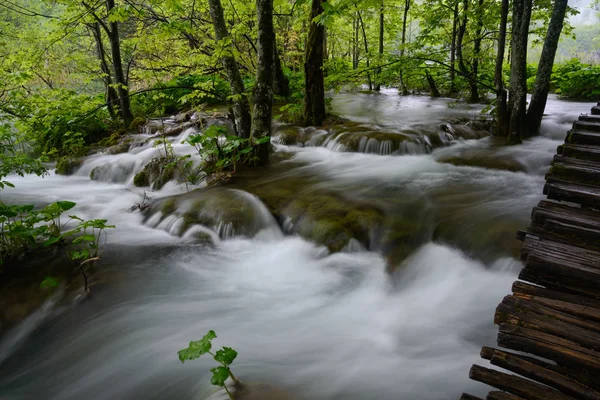 Дерева в потоці - парку Плітвіцкі озера — стокове фото