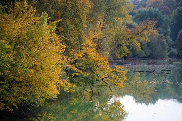 Желтые деревья над озером — стоковое фото