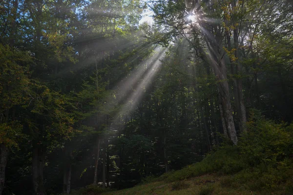 Raios que penetram na floresta — Fotografia de Stock