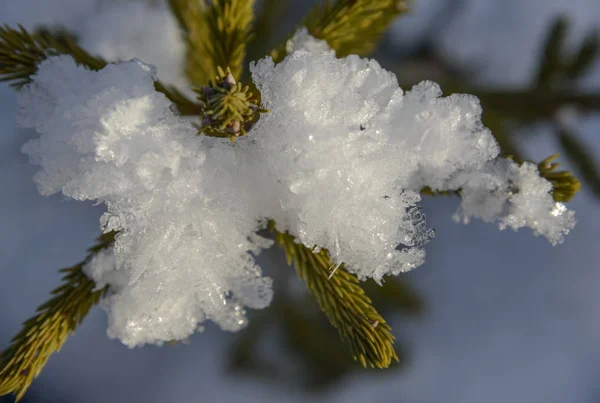 Abeto com neve - close-up — Fotografia de Stock