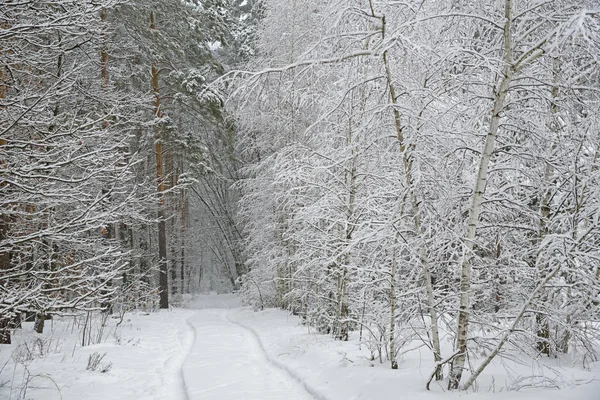 Kış ormanında yol