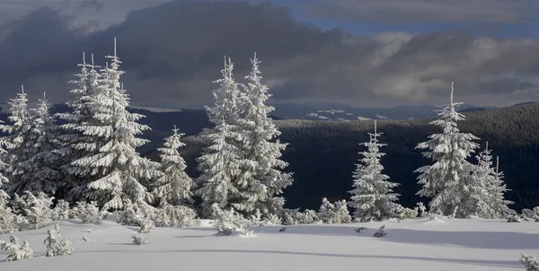 Winterlandschaft mit sonnigen Tannen — Stockfoto