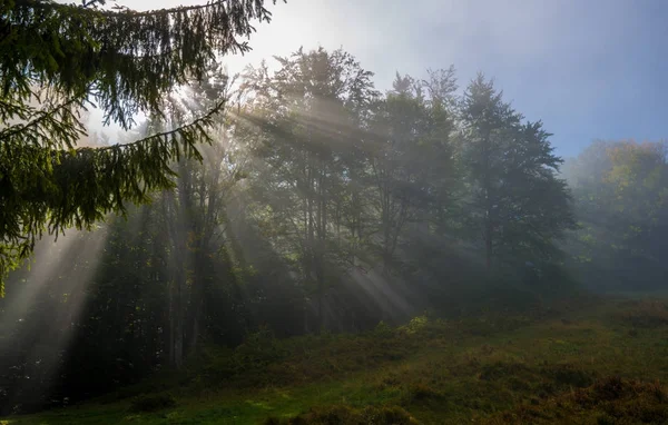 Sun drenched meadow — Stock Photo, Image