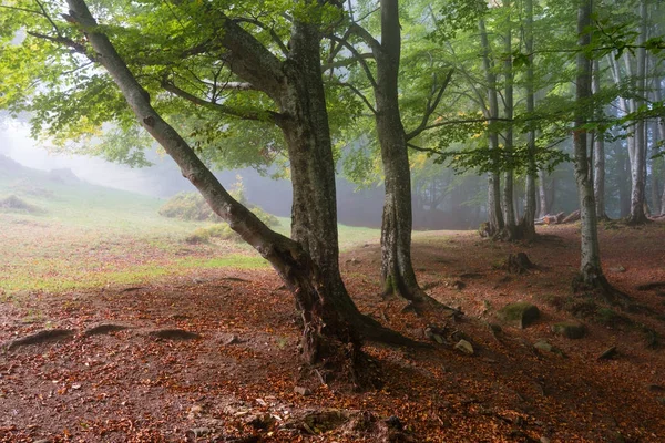 Forêt ensoleillée de hêtres — Photo