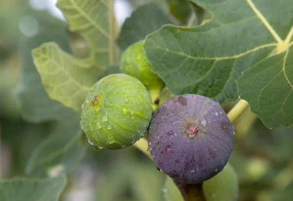 Fichi ricoperti di gocce d'acqua — Foto Stock