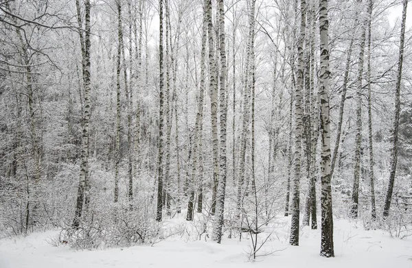 Bouleau couvert de neige Photos De Stock Libres De Droits