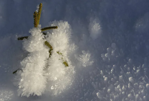 Pequeno abeto entre cristais de neve — Fotografia de Stock