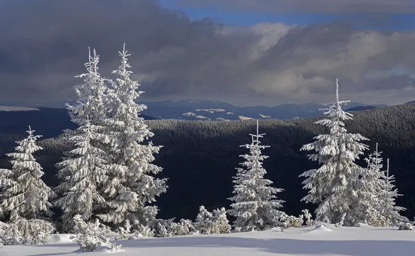 Paisaje invernal con árboles esmerilados — Foto de Stock