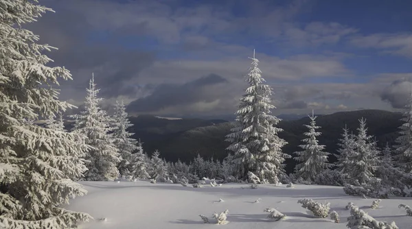 Buzlu köknar ağaçlarıyla manzara — Stok fotoğraf