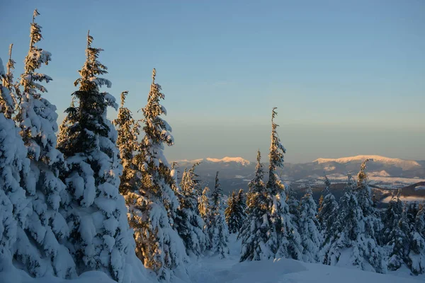 Bosque cubierto de nieve contra montañas paisaje — Foto de Stock