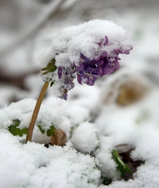 Birthwort flower under snow Royalty Free Stock Images