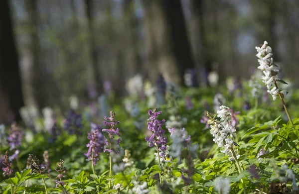 Birthwort květy kvetoucí v lese — Stock fotografie