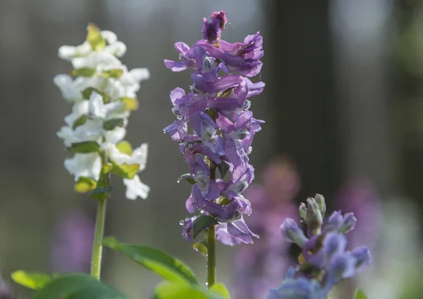 Birthwort flowers close-up — Stock Photo, Image