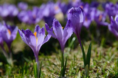 Su damlaları ile Menekşe çiğdemler
