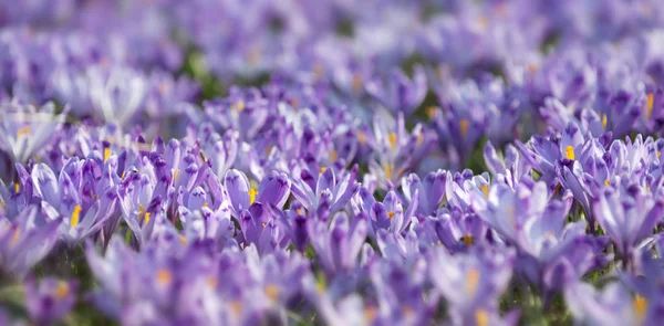 Floração exuberante de crocos — Fotografia de Stock