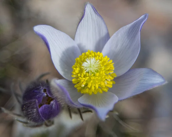 Kwiat lilii Open rock — Zdjęcie stockowe