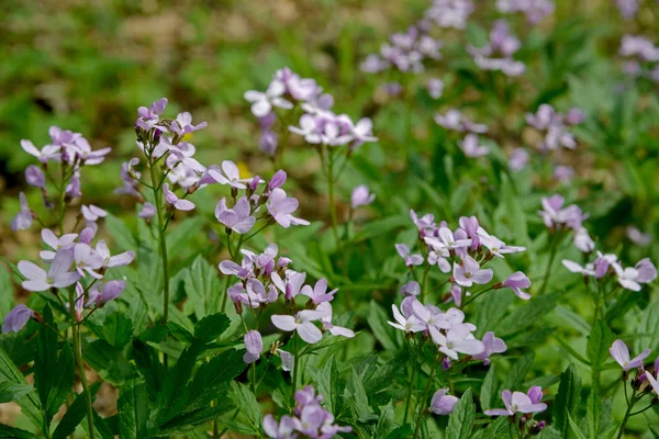 Cuckooflowers — Fotografia de Stock