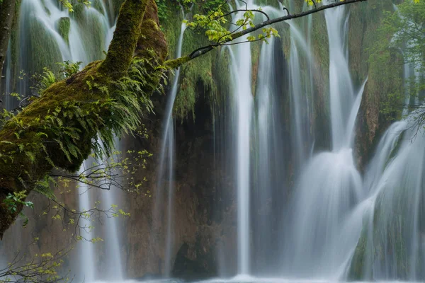 Grüner Baumstamm vor Wasserfall-Hintergrund — Stockfoto
