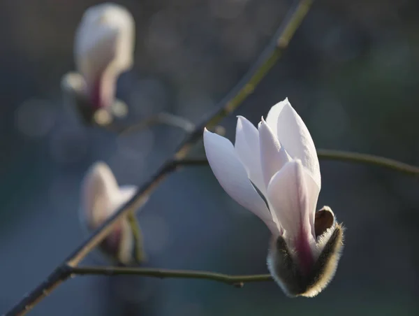 Magnolia bloemen close-up — Stockfoto