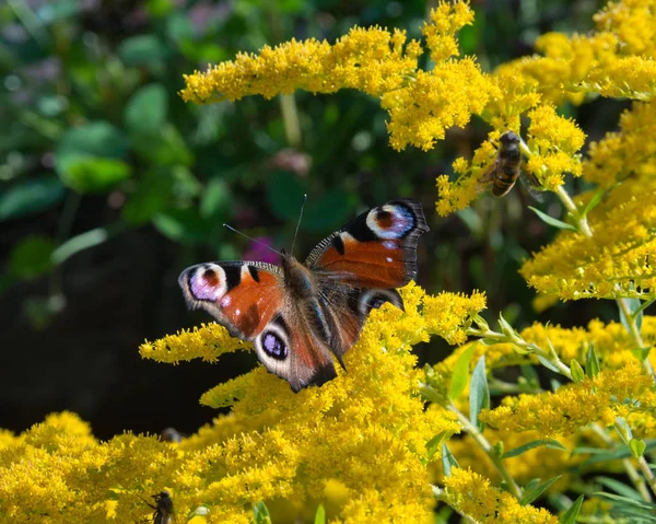 Павич метелик на жовтих квітах — стокове фото