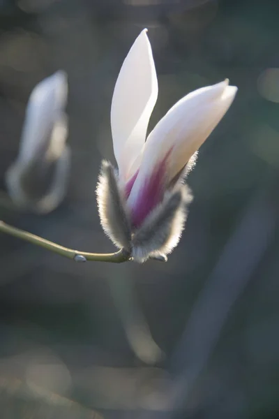 Otworzenie magnolia kwiat przeciwko natura rozmycie tła — Zdjęcie stockowe