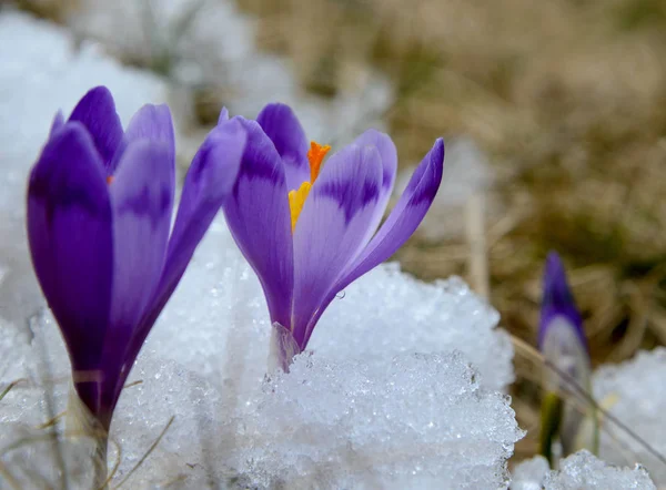 Violet crocuses in snow — Stock Photo, Image