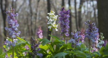 Çok renkli Birthwort çiçek 