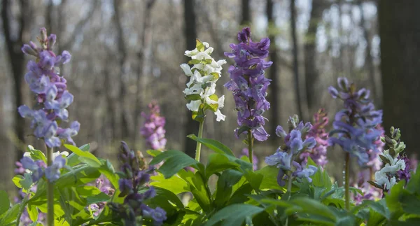 Vícebarevné Birthwort květiny — Stock fotografie