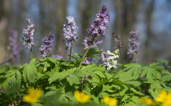 Birthwort flowers blossom — Stock Photo, Image