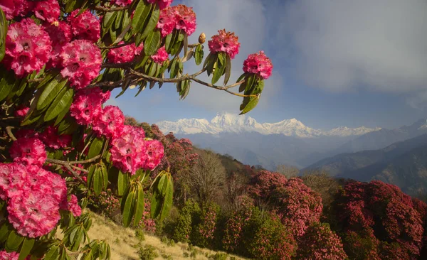 Bergen Visa med röda rhododendron blommor i förgrunden — Stockfoto