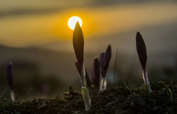 Botões de flores ao amanhecer — Fotografia de Stock