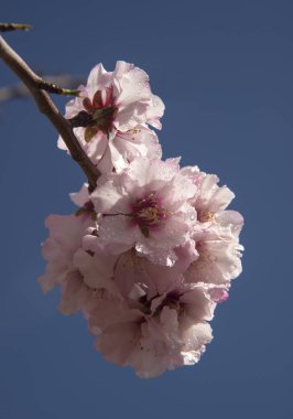 Badem çiçekleri mavi gökyüzü arkaplanına karşı