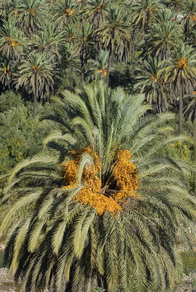 Datum palm plantage — Stockfoto